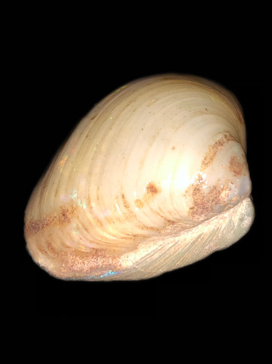 Cockle Specimen - Unpolished