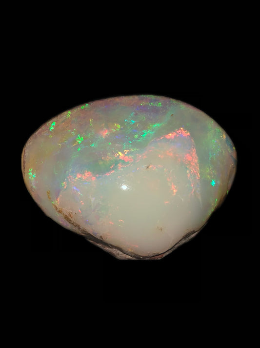 Cockle Specimen