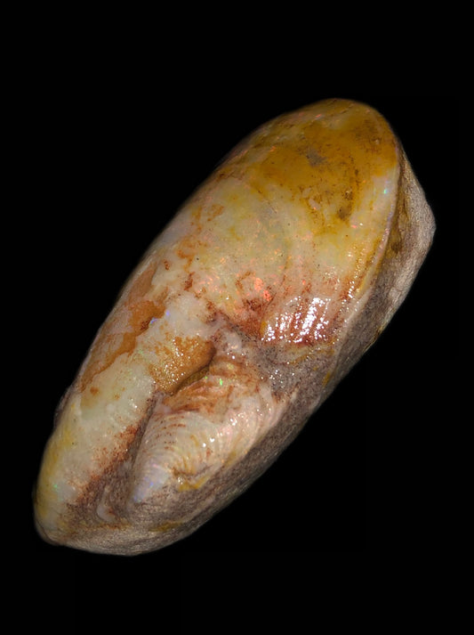 Mussel Specimen (Baby attached)